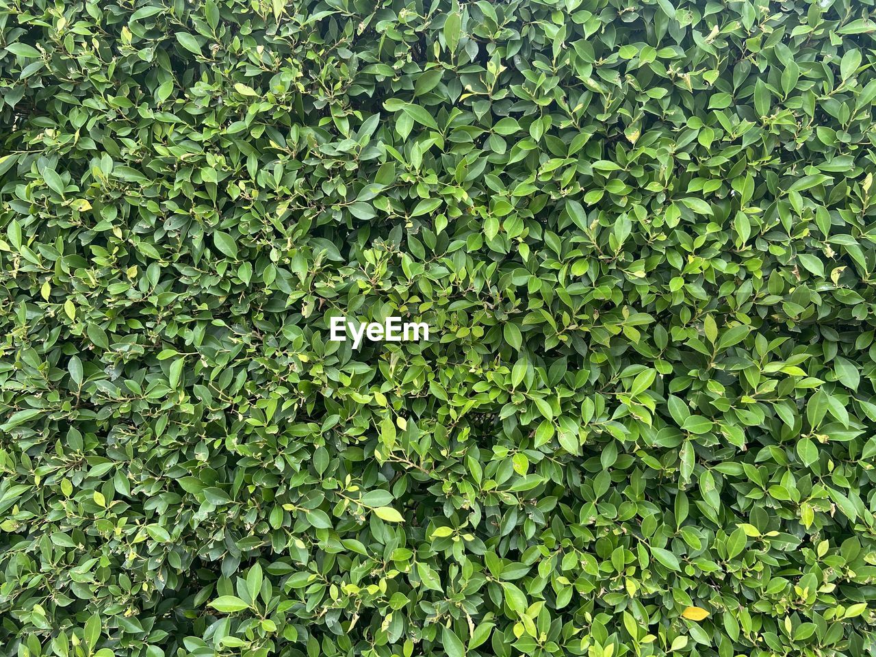 FULL FRAME SHOT OF GREEN PLANTS