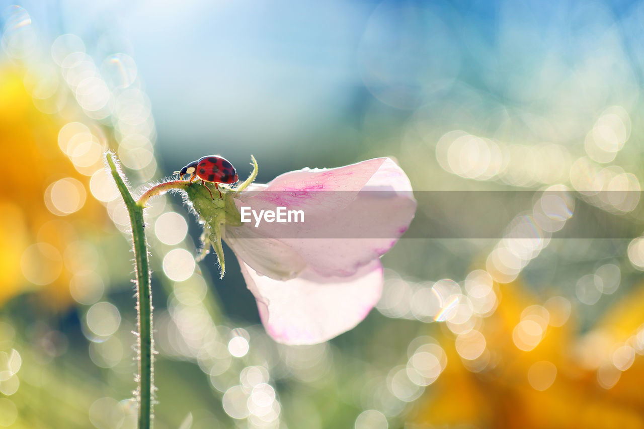 CLOSE-UP OF INSECT ON FLOWER PETAL