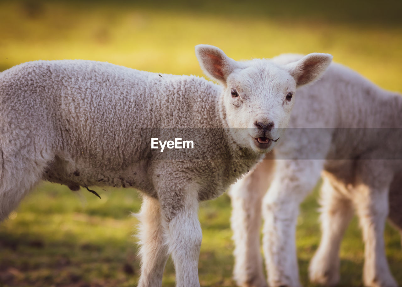 PORTRAIT OF SHEEP IN FARM