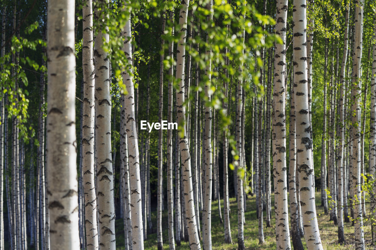 Birch tree forest in summer