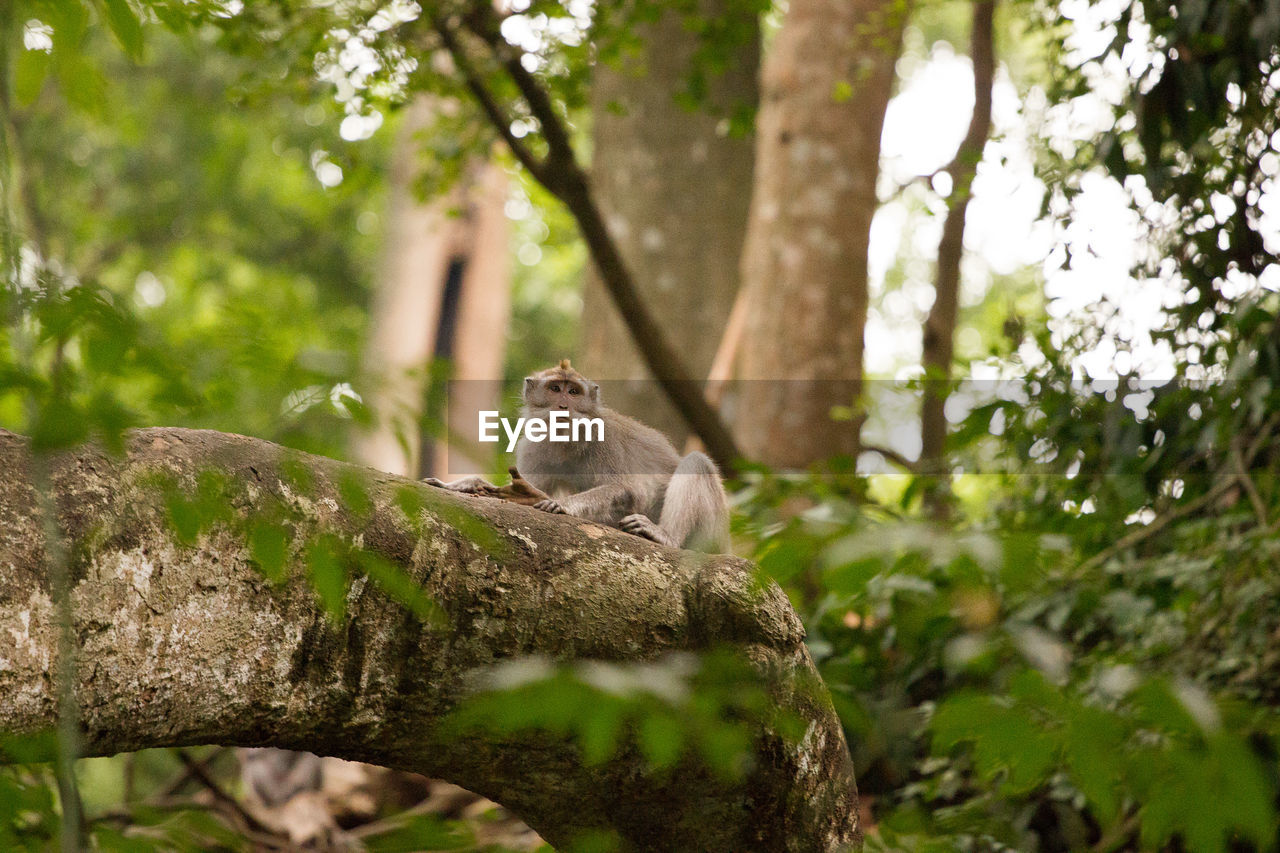 Monkey in forest