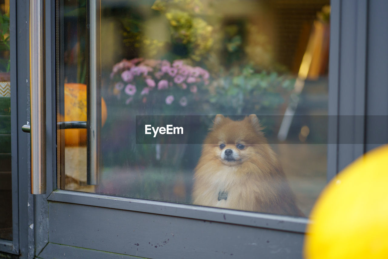 Pomeranian spitz dog sitting inside flower shop with pumpkins behind glass door. autumn season.