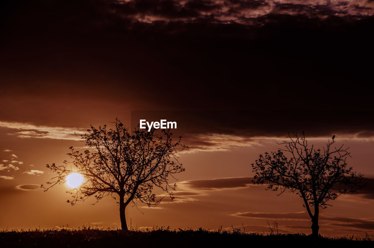 Silhouette trees on field against sky during sunset