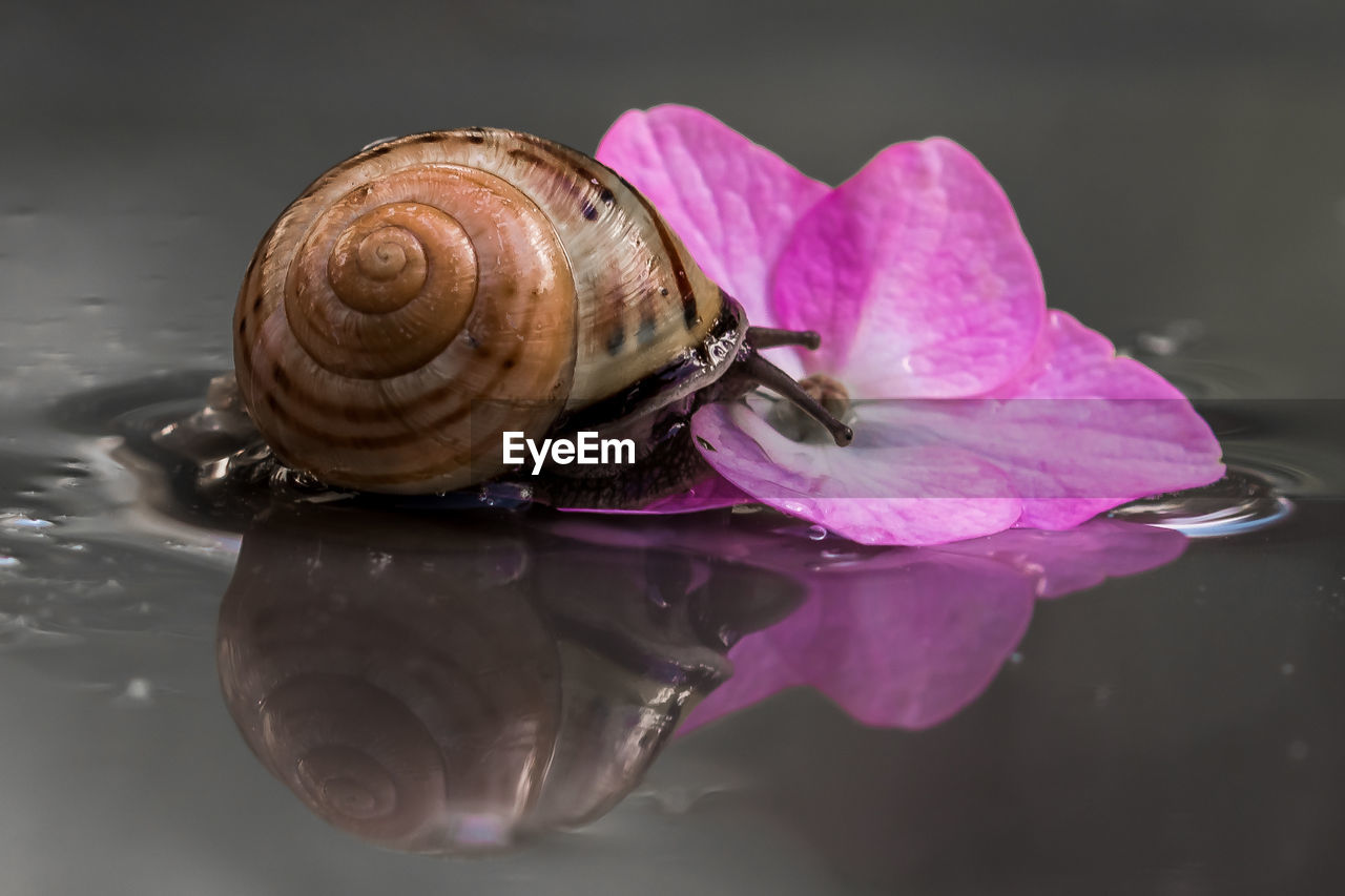 Snail on flower floating on water
