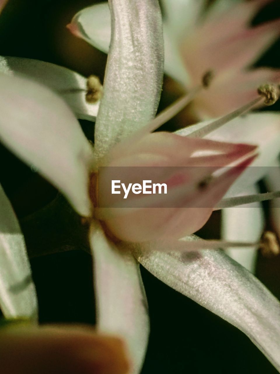 CLOSE-UP OF CAT ON PLANT