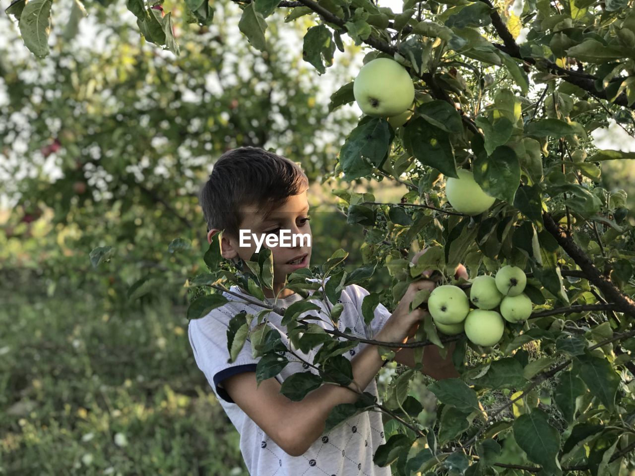 Boy the first apples in his garden 