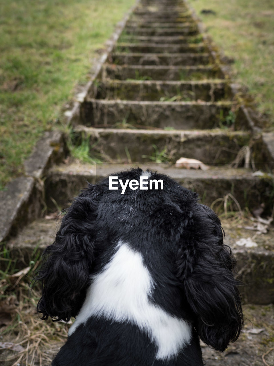 CLOSE-UP OF BLACK DOG ON DIRT ROAD