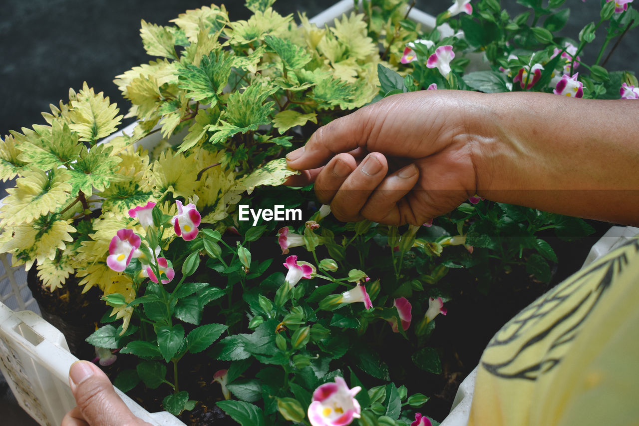 Midsection of person holding bouquet of flowering plant