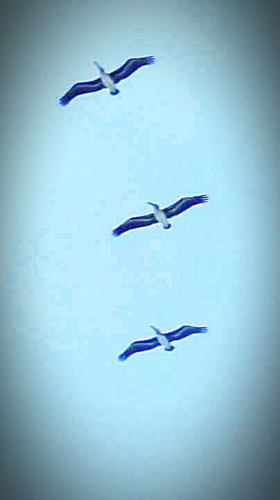 LOW ANGLE VIEW OF KITES FLYING IN SKY