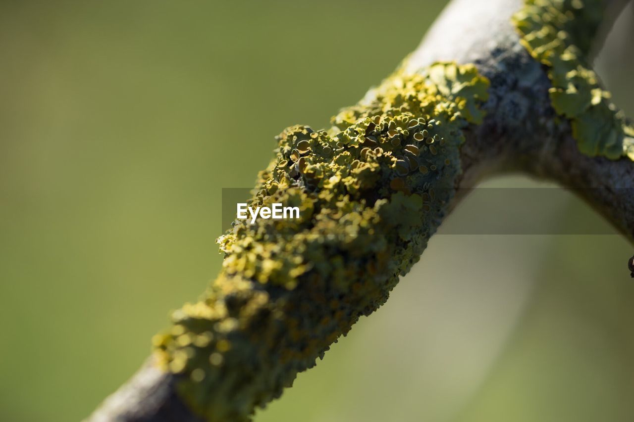 Macro shot of lichen on twig