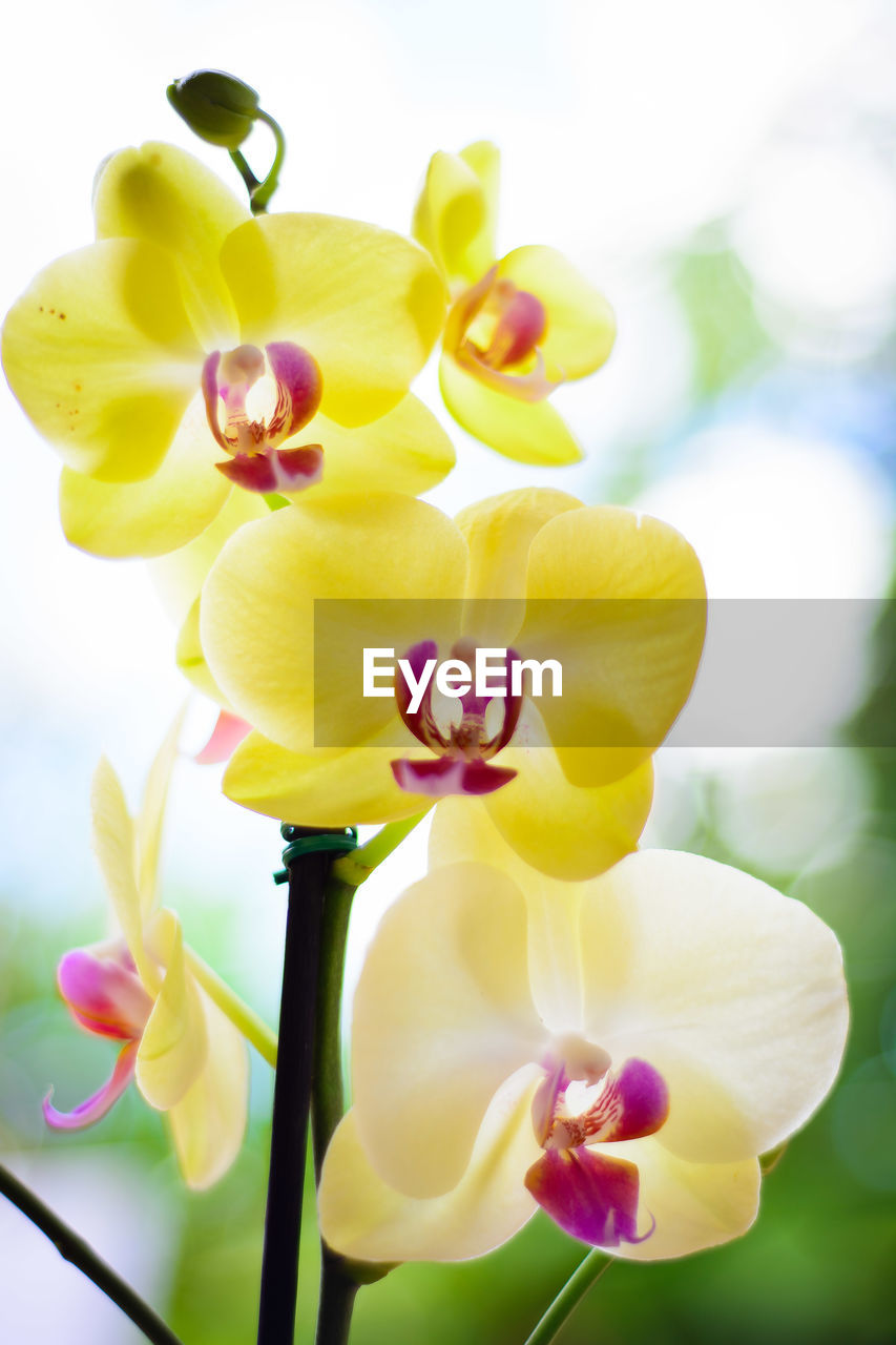 Close-up of fresh yellow orchid flowers