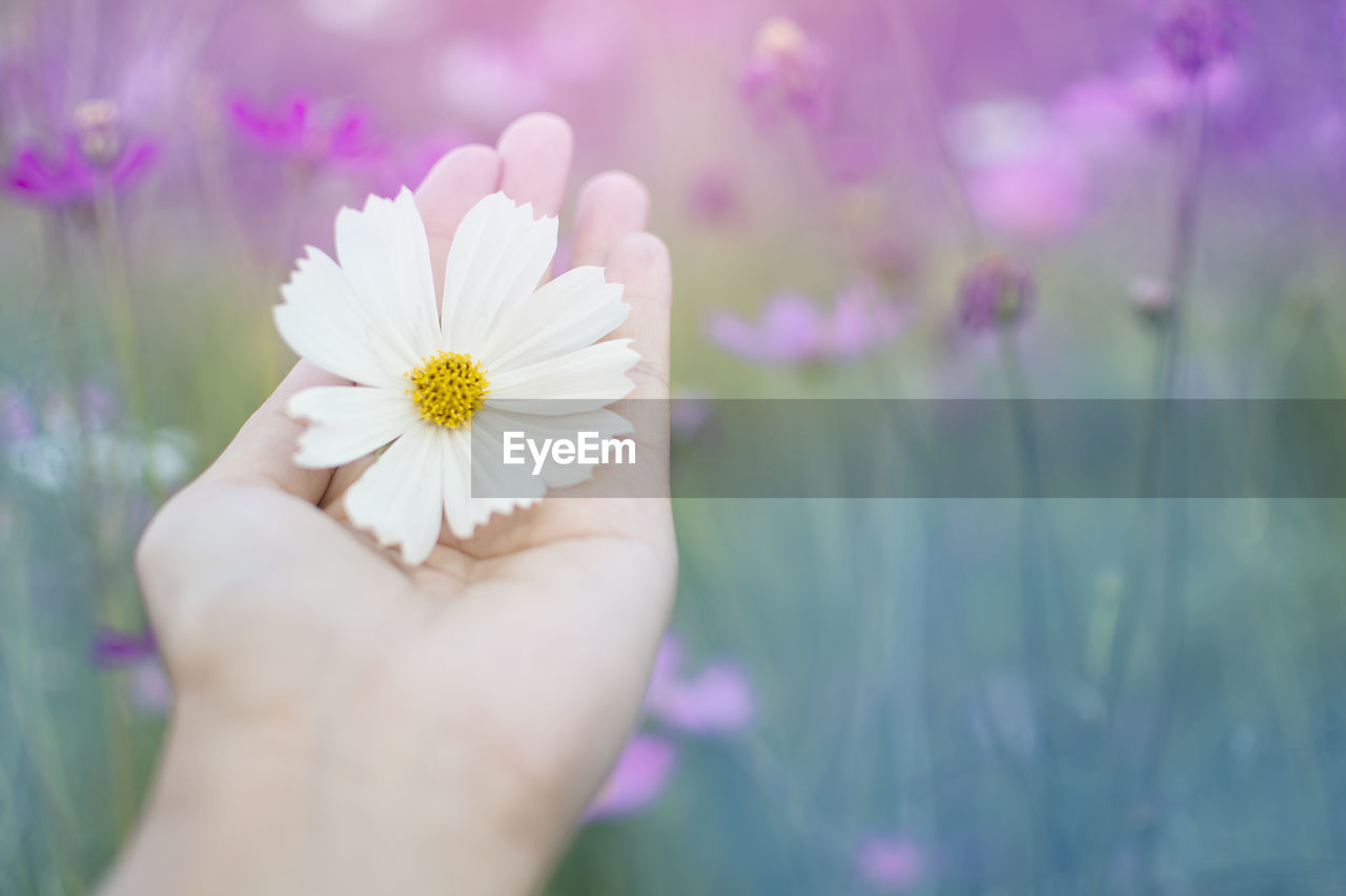 CLOSE-UP OF HUMAN HAND HOLDING PURPLE FLOWER