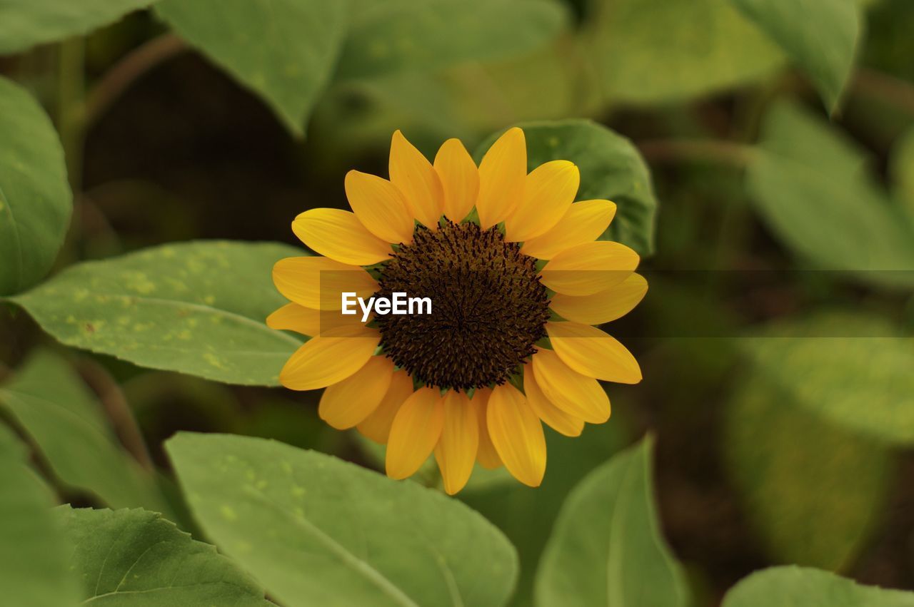 Close-up of yellow flower