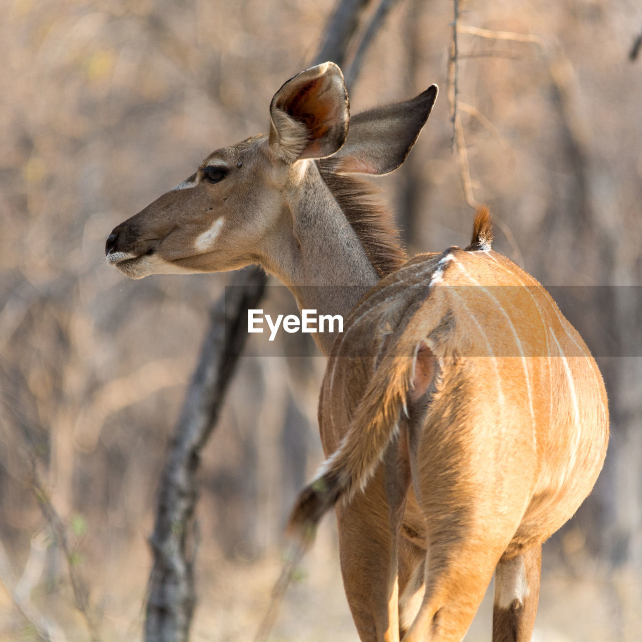 View of kudu