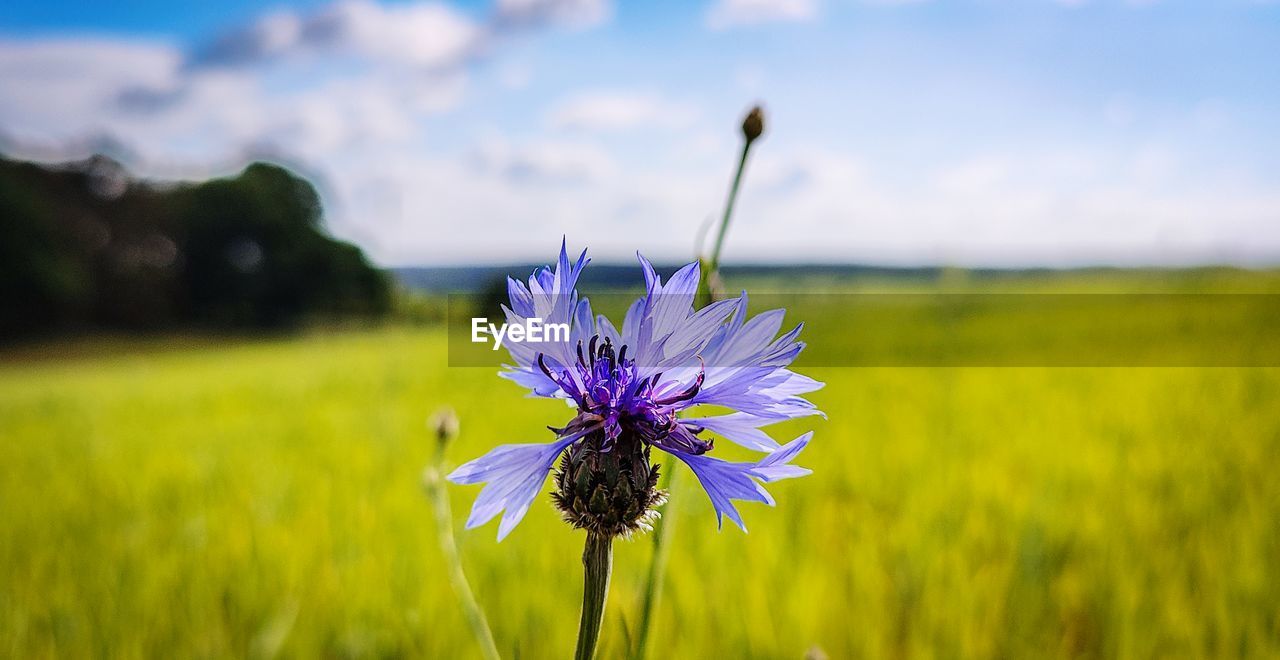 flower, flowering plant, plant, beauty in nature, nature, freshness, field, meadow, sky, landscape, grass, prairie, growth, environment, land, fragility, rural scene, cloud, focus on foreground, grassland, flower head, purple, close-up, springtime, no people, agriculture, yellow, inflorescence, wildflower, petal, blossom, scenics - nature, tranquility, blue, outdoors, summer, tranquil scene, plain, sunlight, macro photography, produce, day, vibrant color, crop, vegetable, idyllic, botany, food, animal wildlife, animal, non-urban scene, animal themes