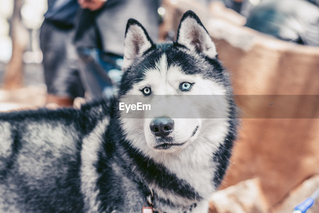 Close-up portrait of dog