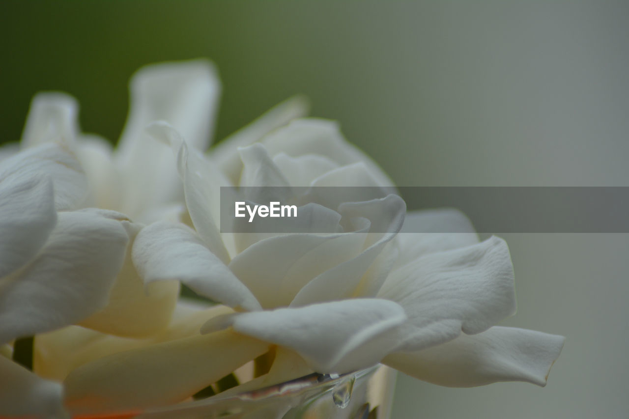Close-up portrait of gardenia flowers in a glass vase 