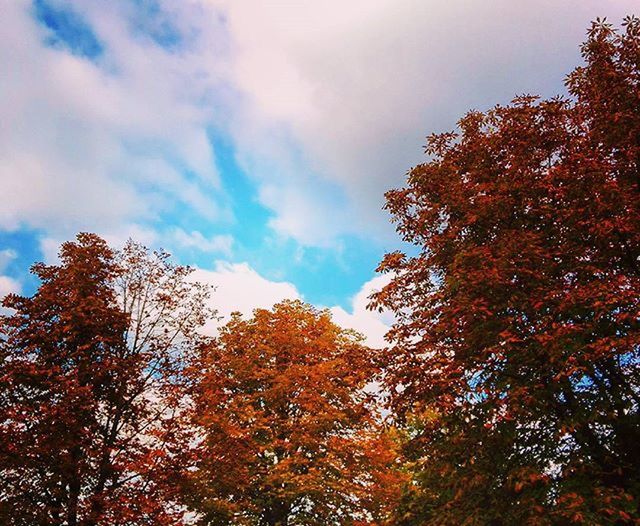 LOW ANGLE VIEW OF TREES AGAINST SKY