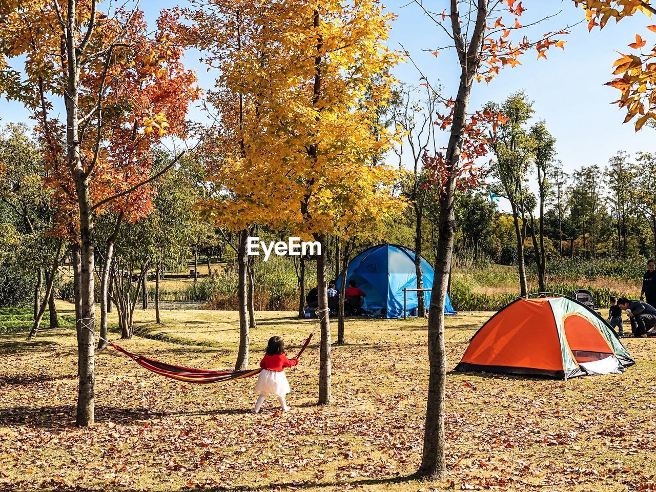 SCENIC VIEW OF AUTUMN TREES IN PARK