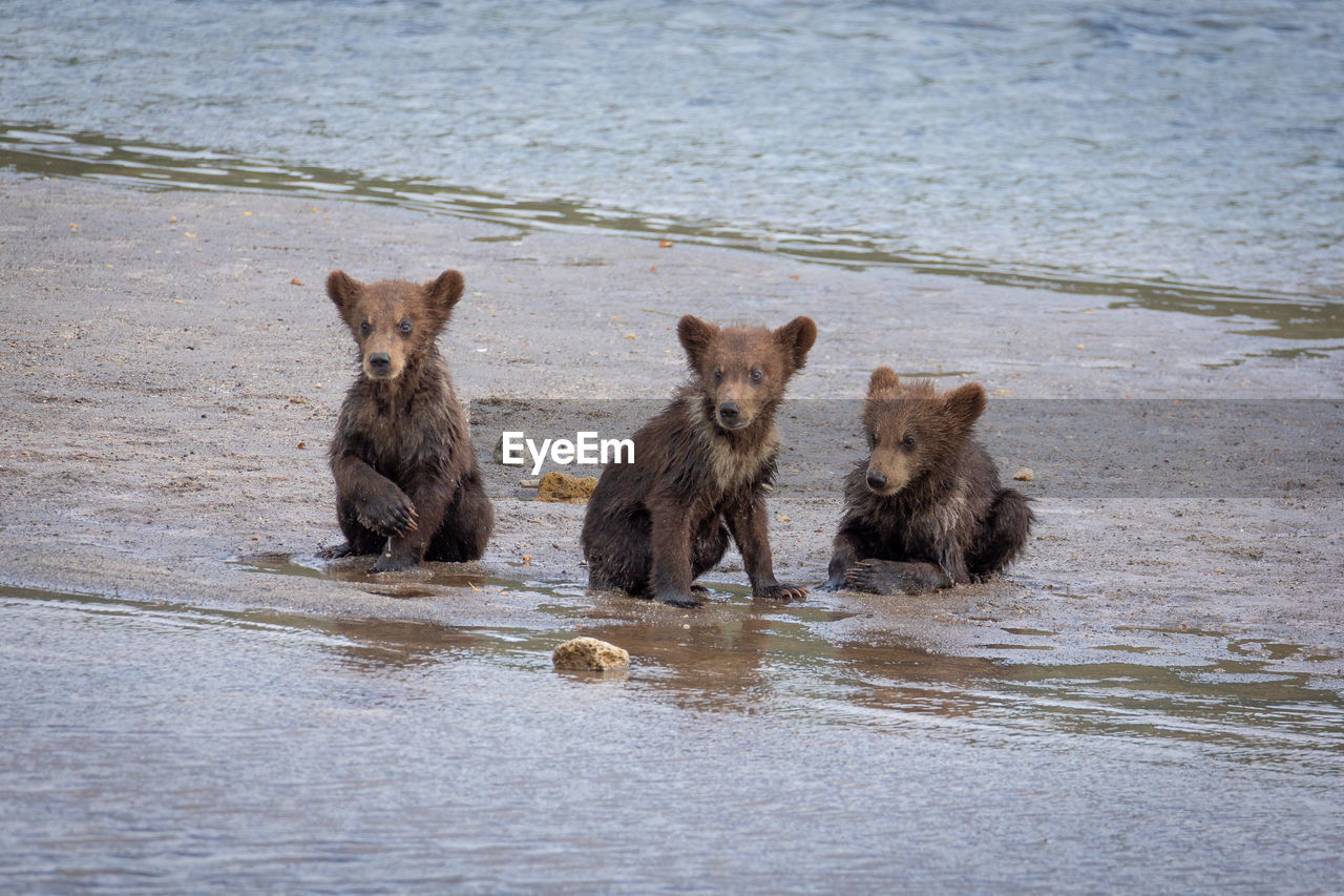 animal themes, animal, mammal, group of animals, animal wildlife, wildlife, brown bear, water, carnivore, dog, pet, cub, no people, grizzly bear, young animal, bear, nature, two animals, day, outdoors, animal family, sea, portrait, swimming