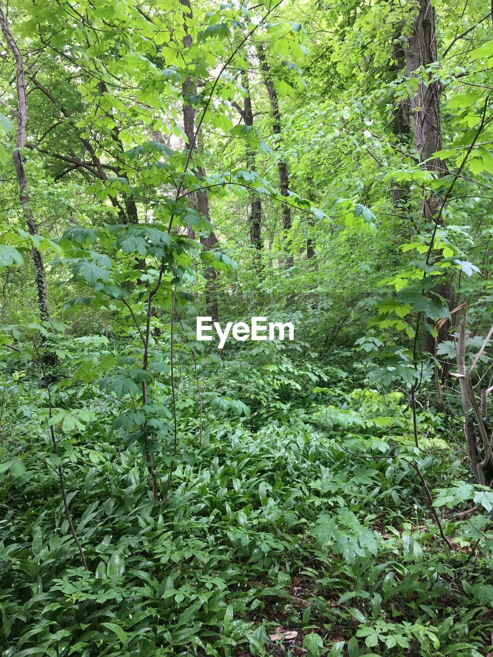 PLANTS GROWING ON LAND