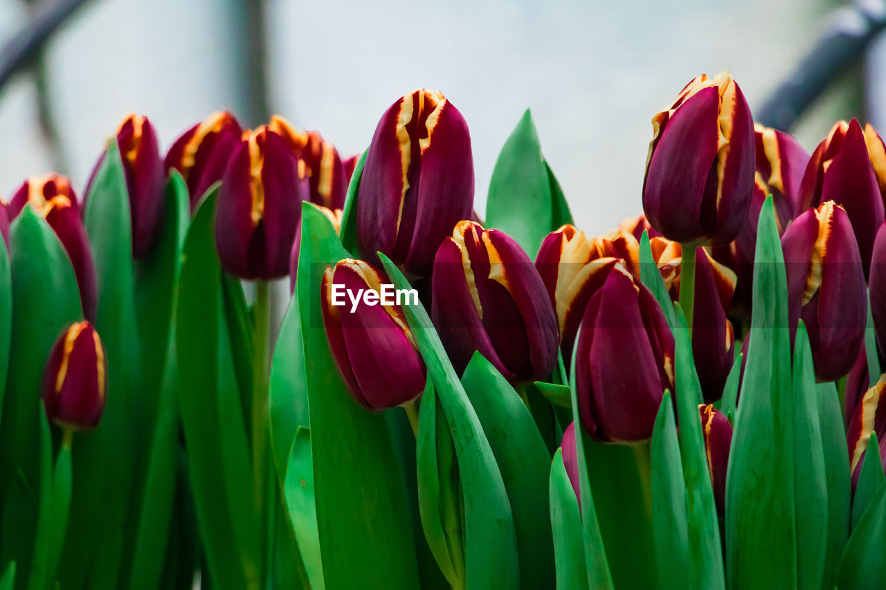 flower, flowering plant, plant, beauty in nature, freshness, tulip, close-up, plant stem, nature, green, fragility, growth, petal, no people, focus on foreground, flower head, inflorescence, red, multi colored, leaf, day, plant part, outdoors, springtime, vibrant color, botany, macro photography