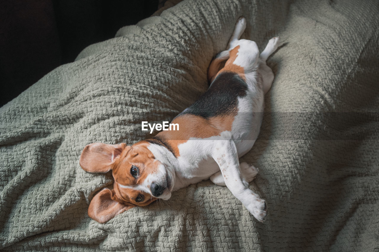 Beagle dog lying on a pillow, sleeping, sad, funny face, big ears.