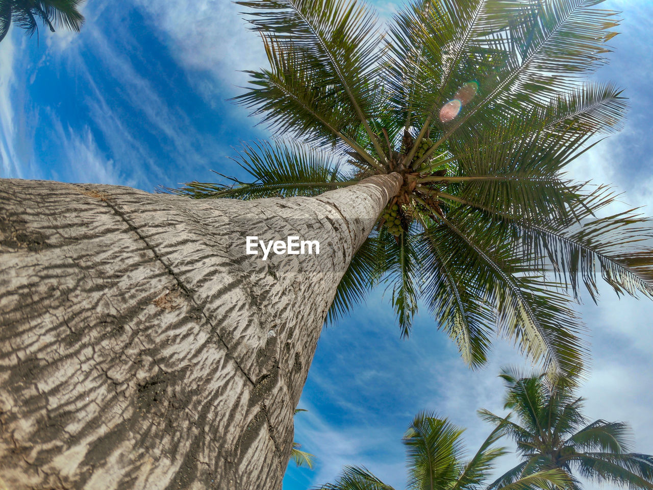 LOW ANGLE VIEW OF PALM TREE AGAINST BLUE SKY