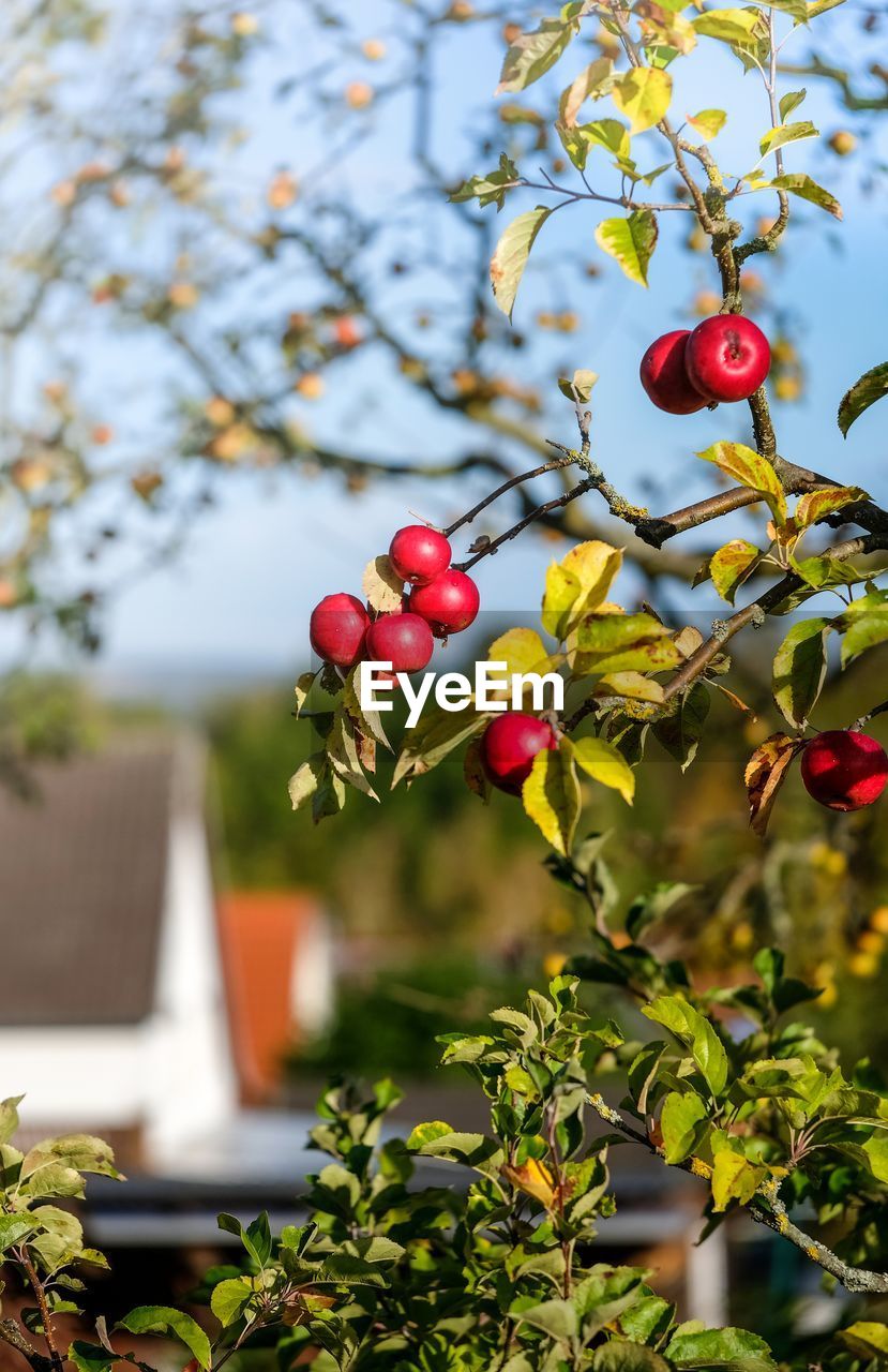 Close-up of red berries growing on tree