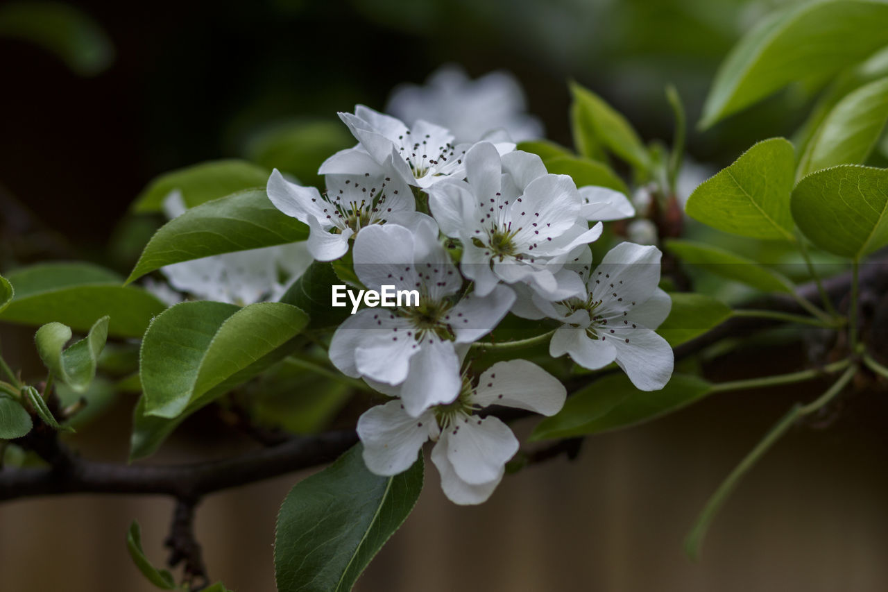 CLOSE UP OF WHITE FLOWERING PLANT
