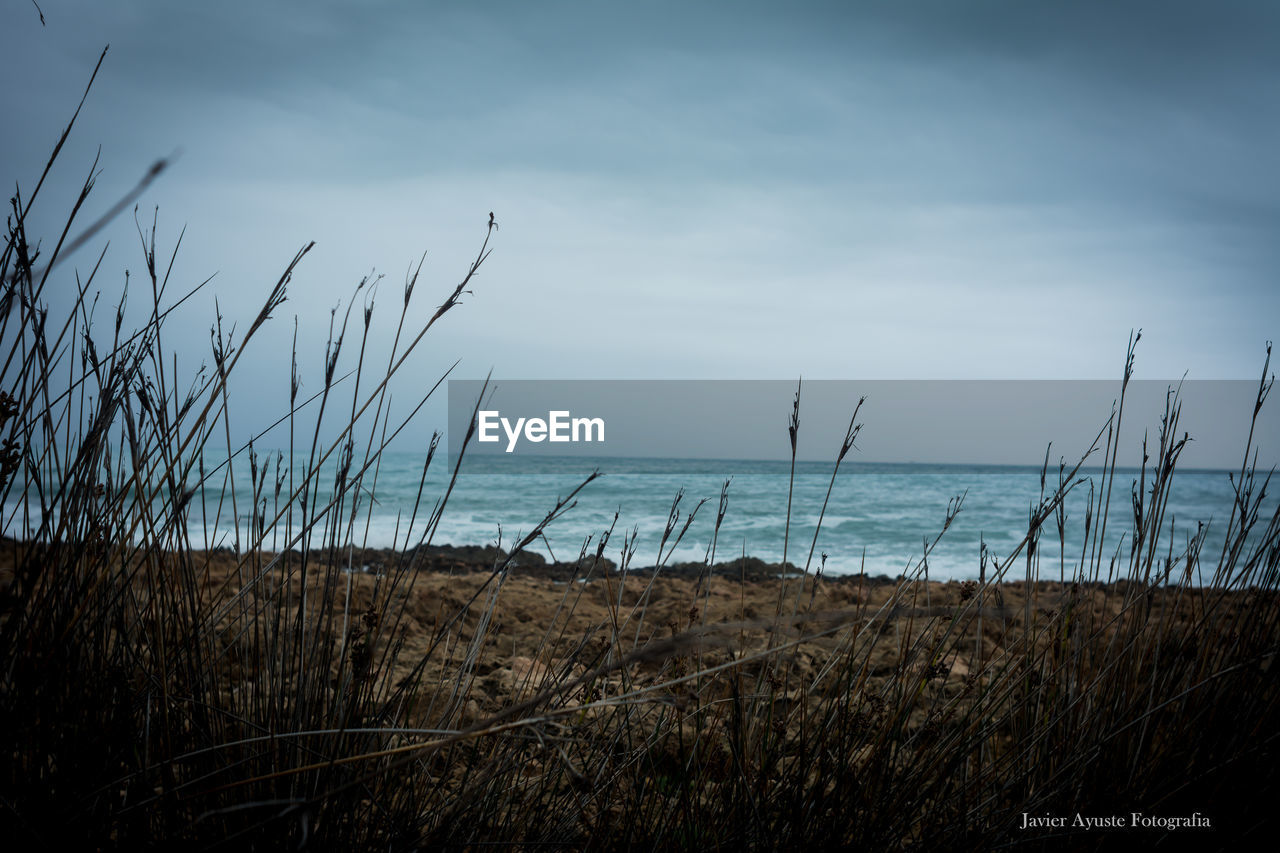 PLANTS GROWING ON BEACH AGAINST SKY