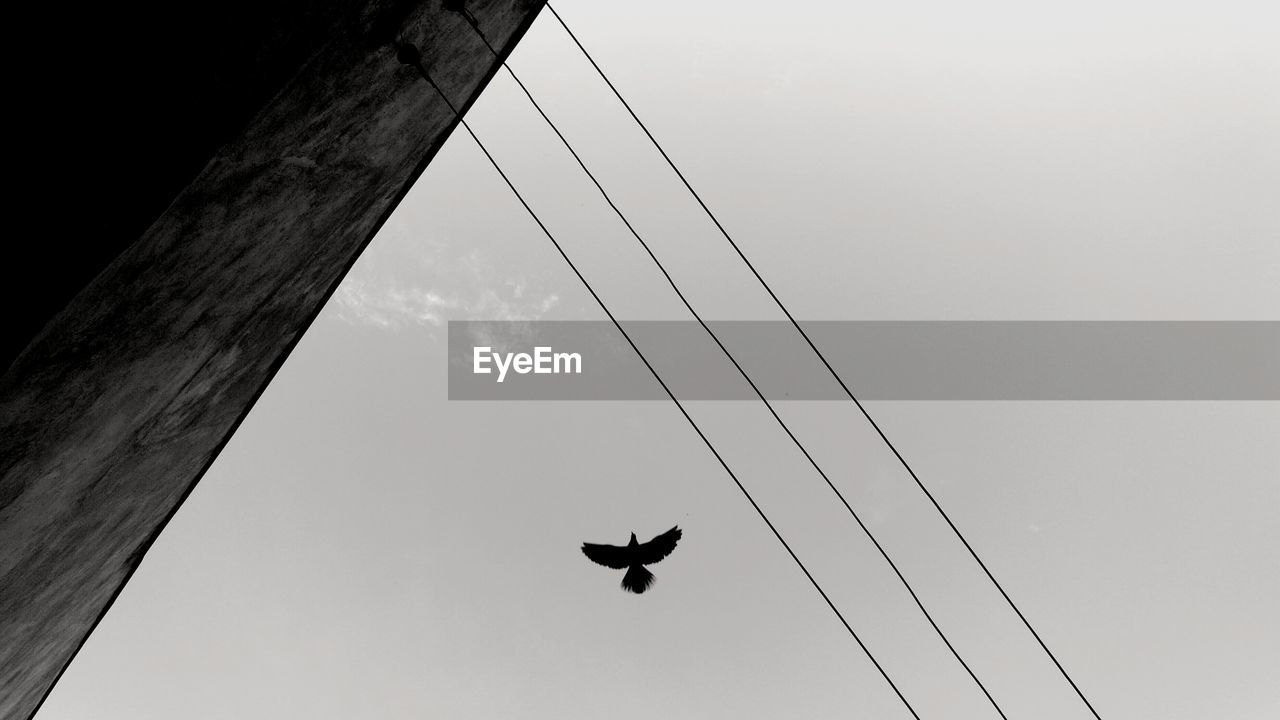 LOW ANGLE VIEW OF BIRD FLYING IN SKY