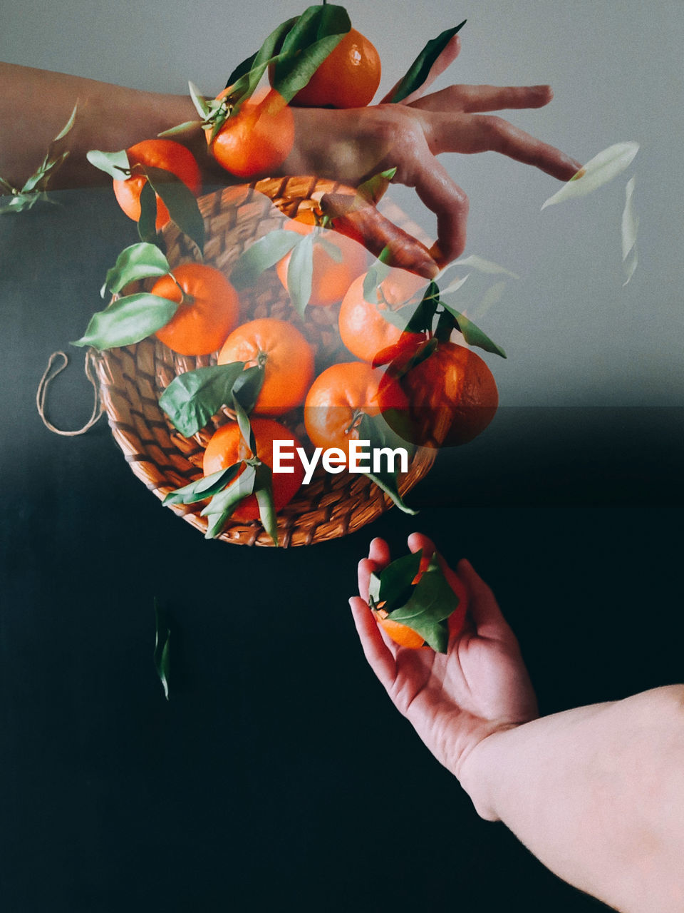 Surreal portrait of hands holding citrus fruits