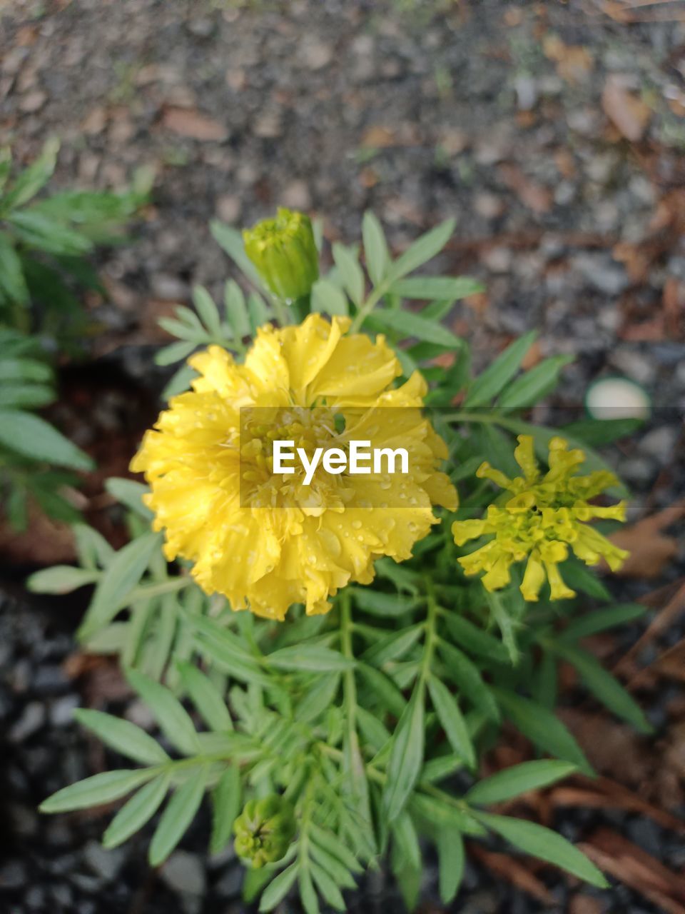 Flower Head Flower Yellow Petal Leaf Botany Close-up Plant Green Color Marigold Blooming Pollen Blossom Flower Market Cosmos Flower