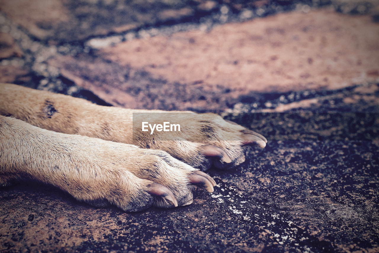 Low section of dog resting on cobbled street