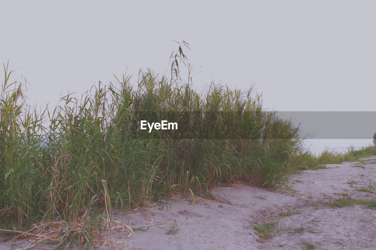 Grass growing on beach against sky