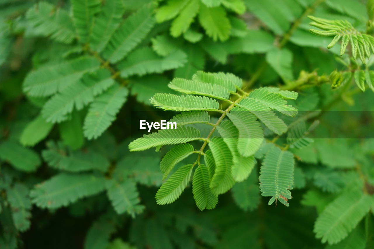 CLOSE-UP OF GREEN LEAVES ON PLANT