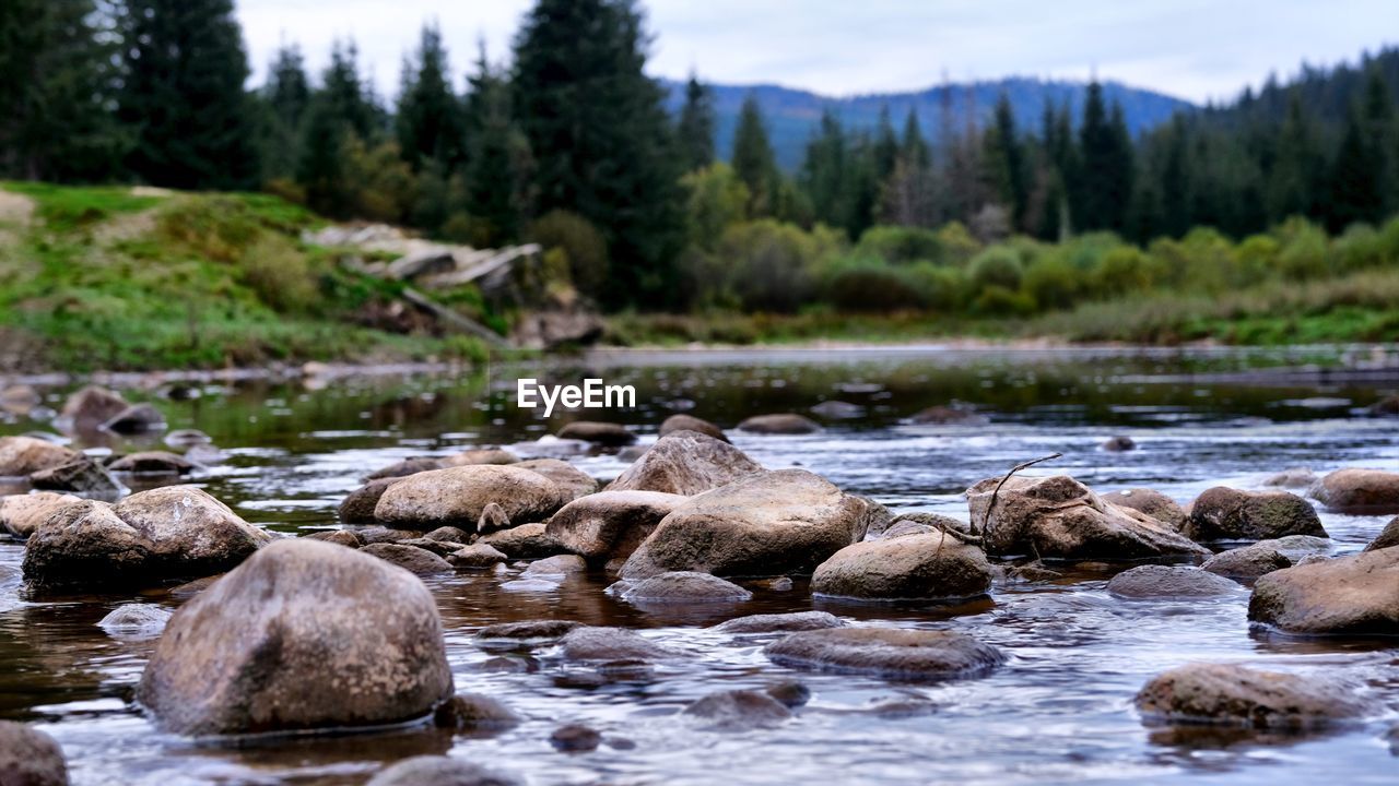 Rocks by river in forest