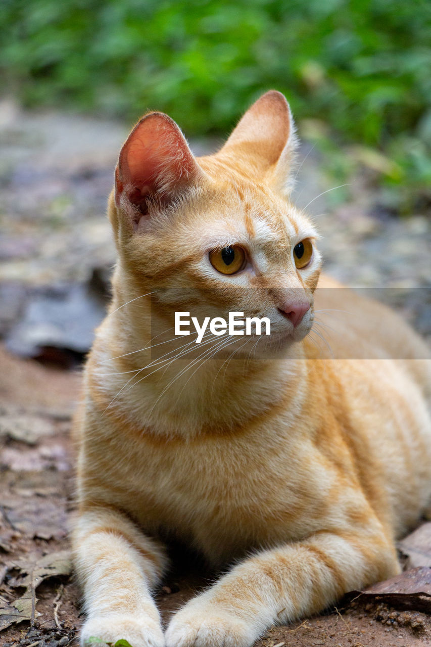 CLOSE-UP OF A CAT SITTING