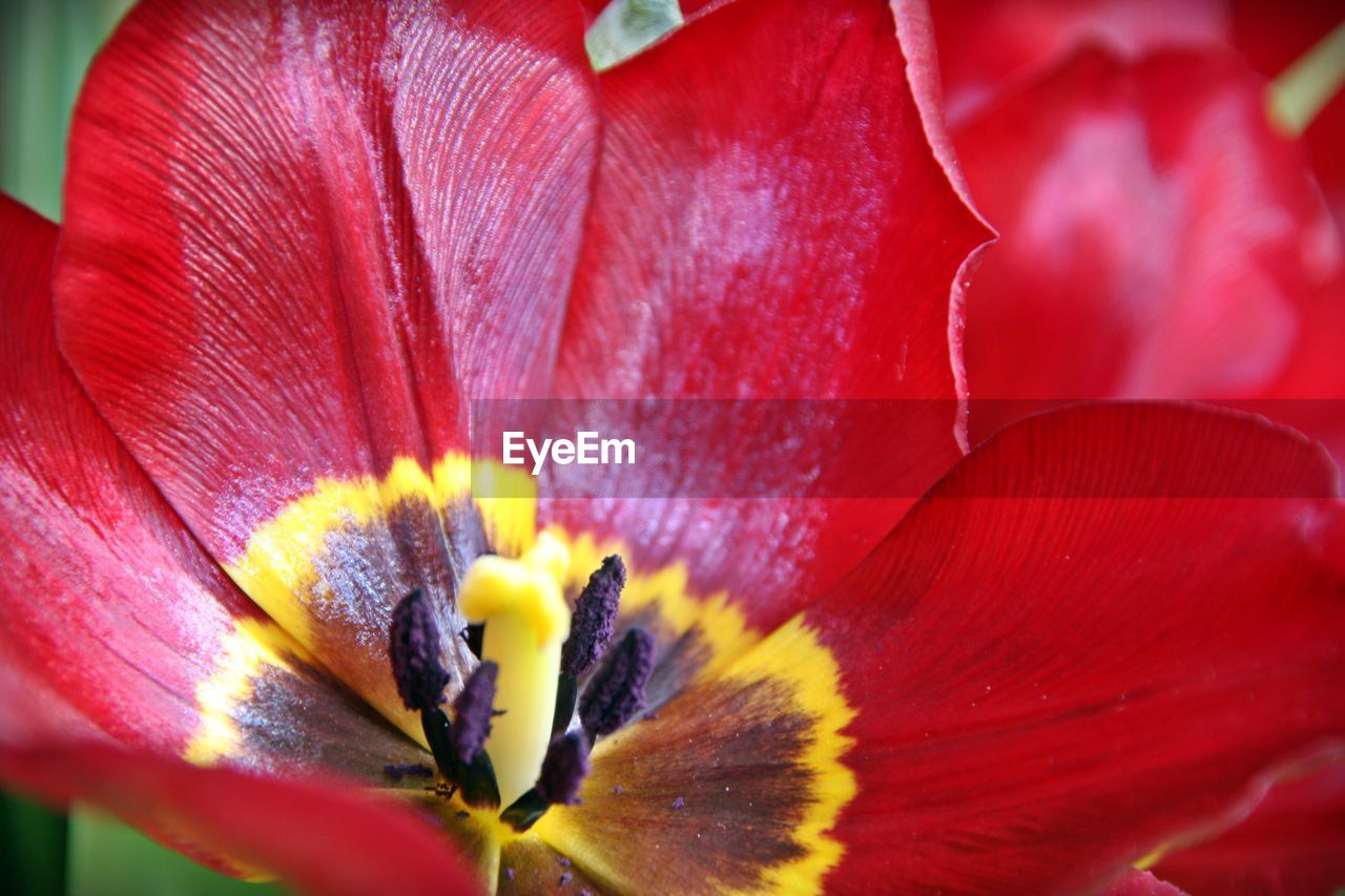 CLOSE-UP OF RED ROSE