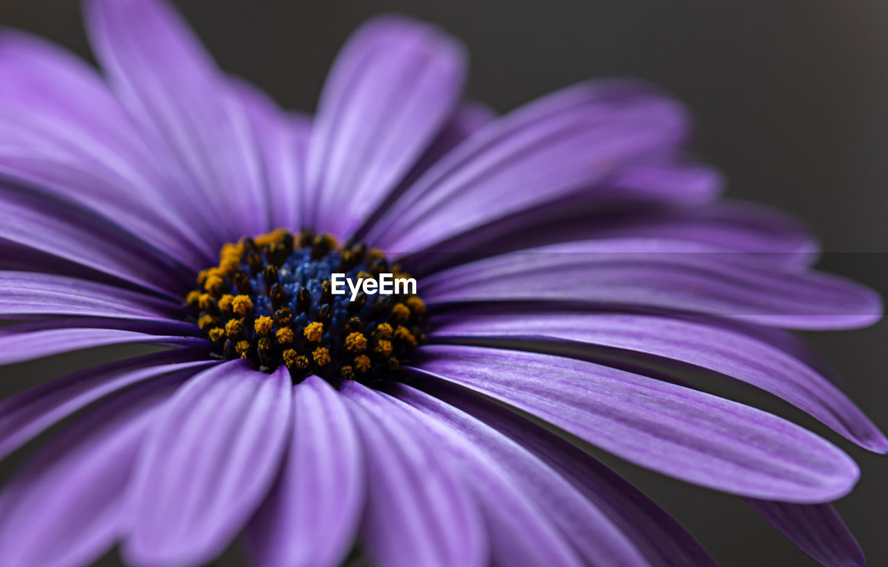 Purple daisy