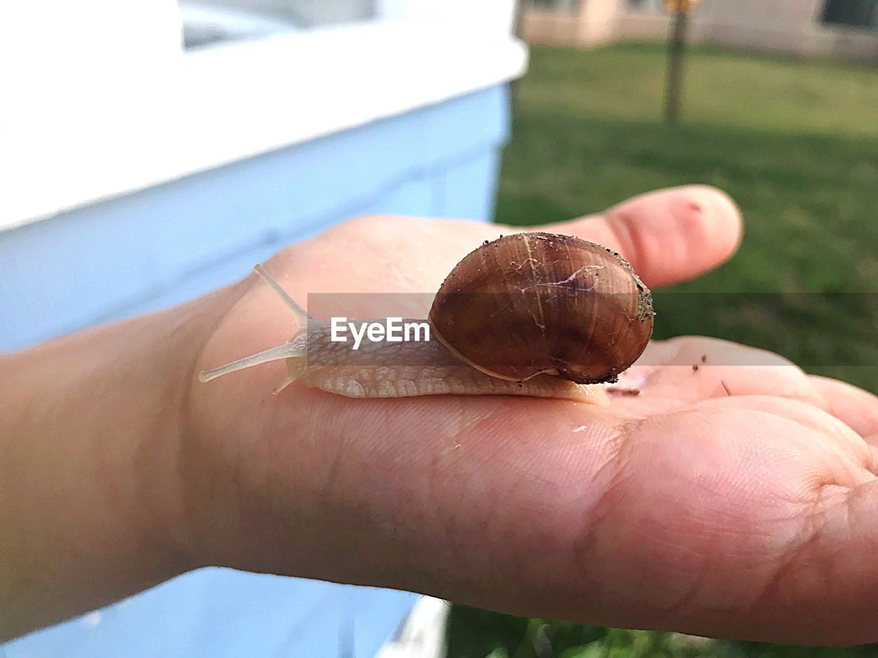 CLOSE-UP OF SNAIL ON PERSON HAND
