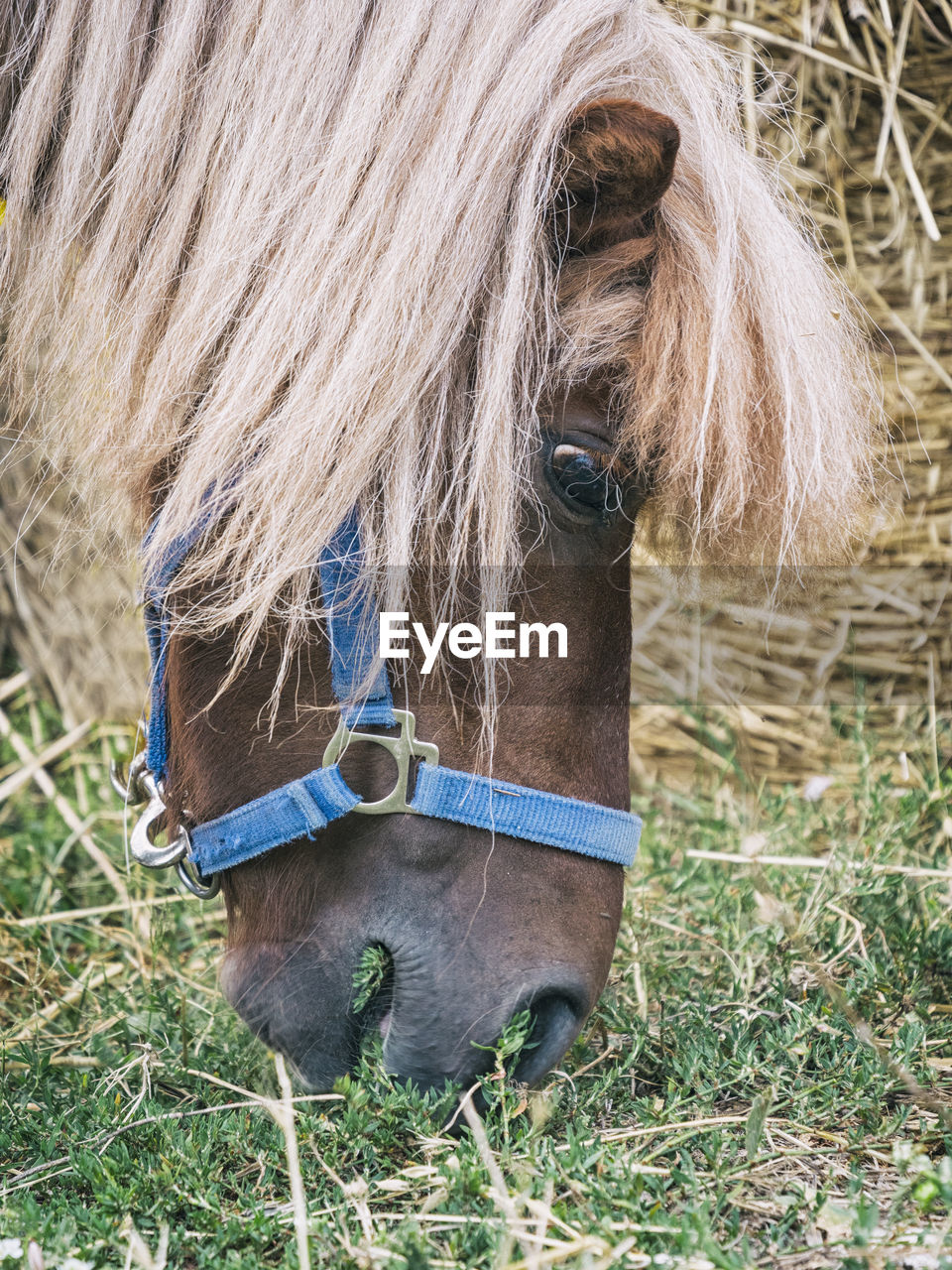 HORSE IN A FIELD