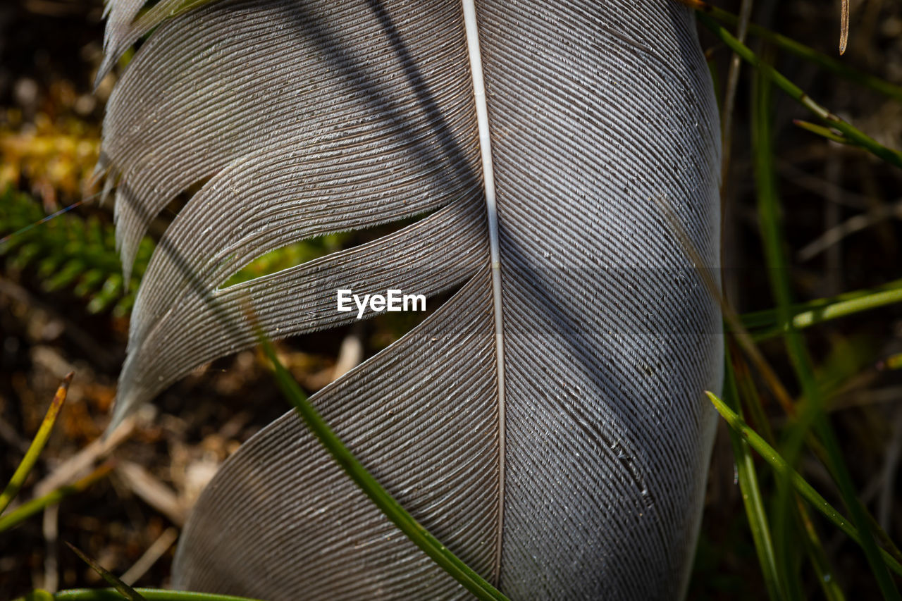 CLOSE-UP OF A LEAF