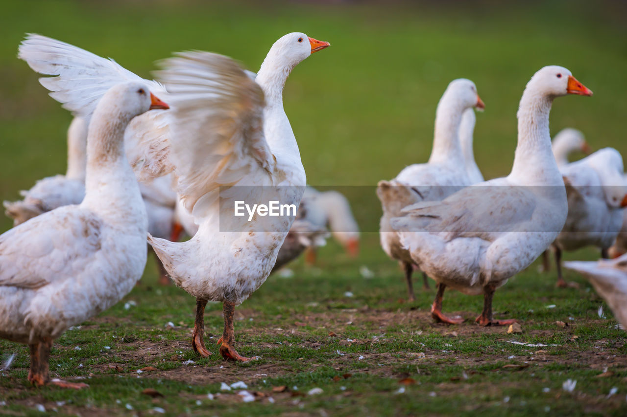 FLOCK OF BIRDS