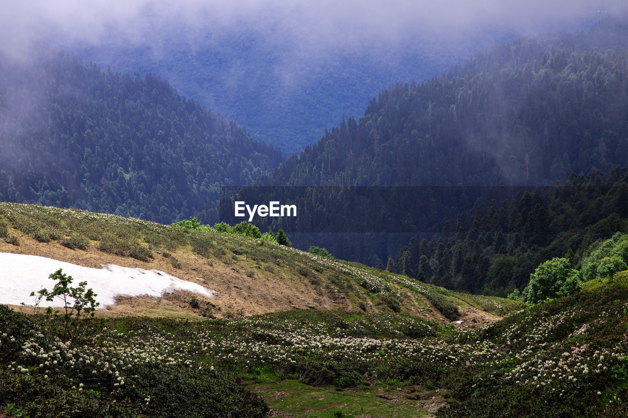 environment, mountain, landscape, scenics - nature, land, mountain range, plant, nature, fog, wilderness, tree, beauty in nature, valley, highland, ridge, forest, pinaceae, pine tree, coniferous tree, mountain pass, no people, travel, plateau, pine woodland, social issues, sky, hill station, tranquility, travel destinations, rural scene, environmental conservation, tranquil scene, outdoors, non-urban scene, cloud, tourism, activity, green, cold temperature, field, mountain peak, winter, grass, growth, adventure, high angle view, morning, water, lake