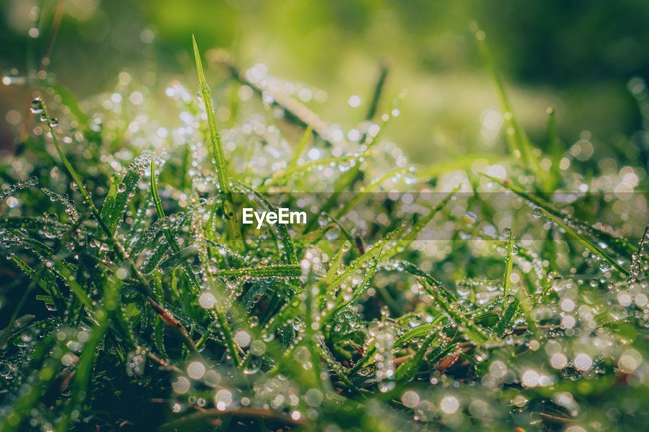 Close-up of water drops on grass