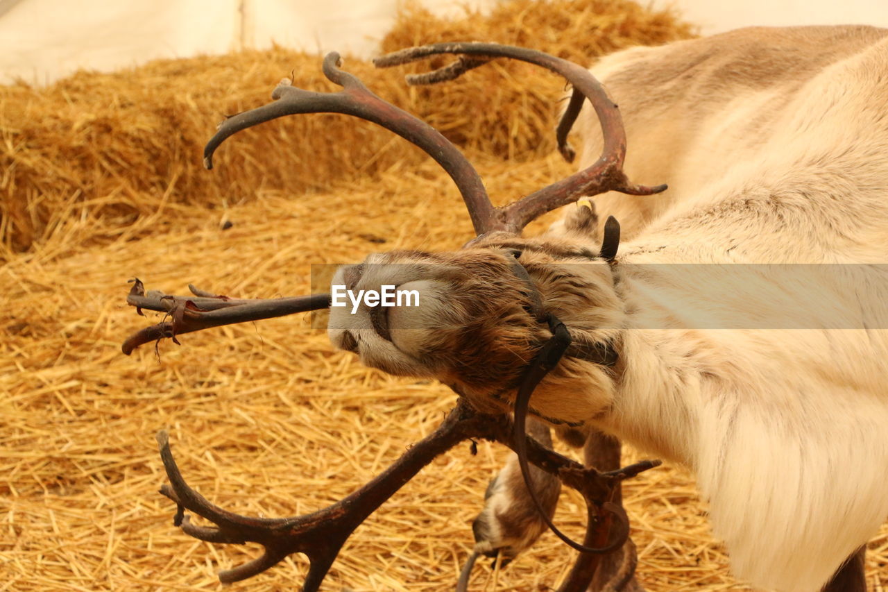 CLOSE-UP OF BROWN HORSE ON FIELD