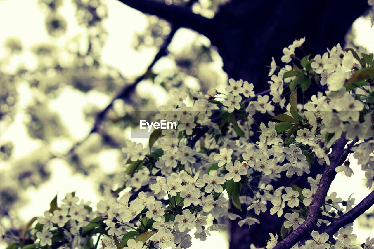 Close-up of apple blossoms in spring