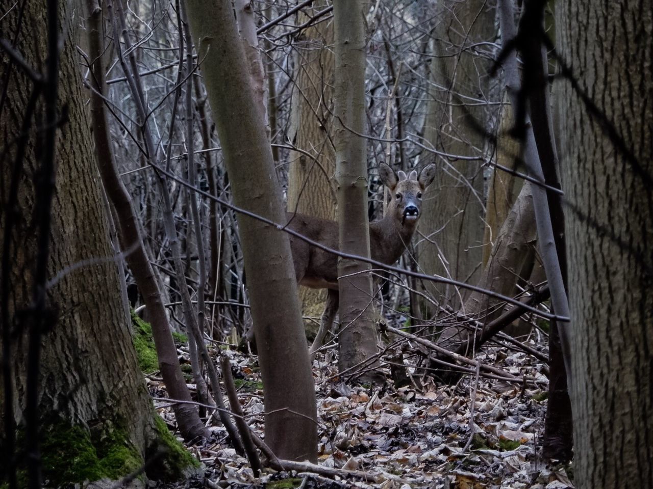 VIEW OF BARE TREE IN FOREST